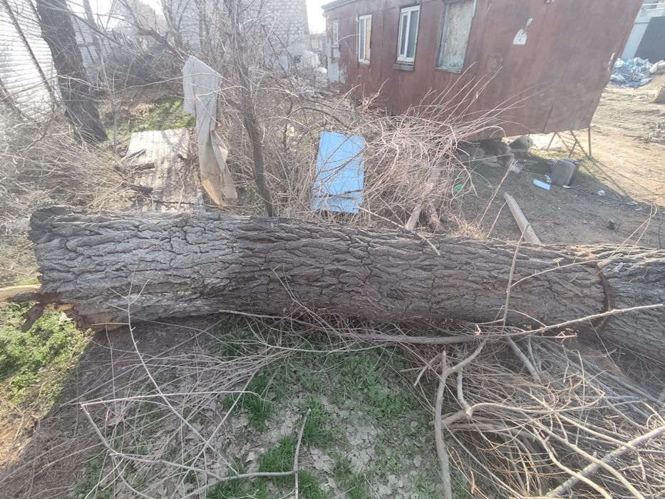 Продам стволы карагача.