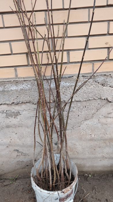 Көшеттер Ағаштар Расада бар