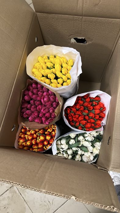 Оптовая продажа тюльпанов