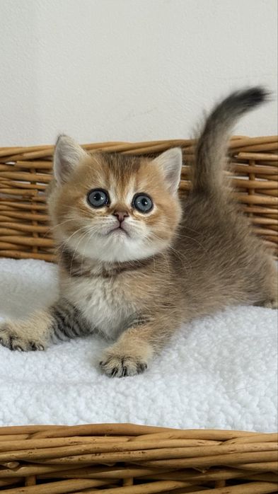 British shorthair - Femela
