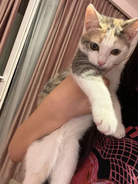 Девочка котенок 4 мес