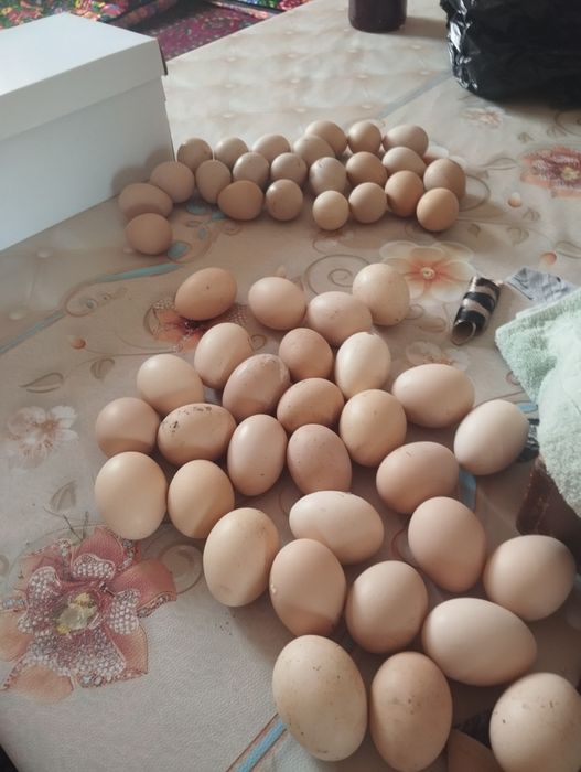 Цесарские яйца и куриные свежие, для выведения цыплятх