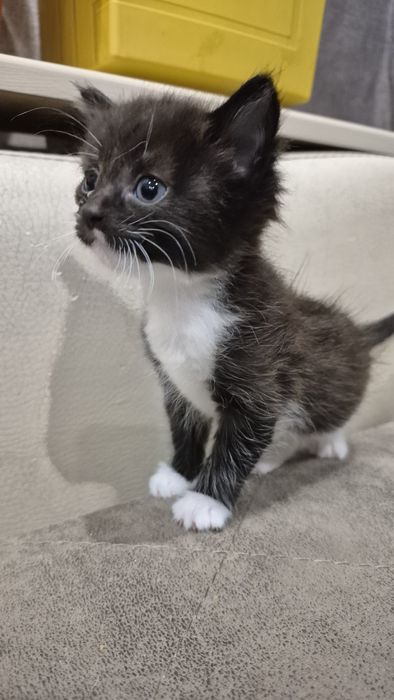 Отдам бесплатно котят
