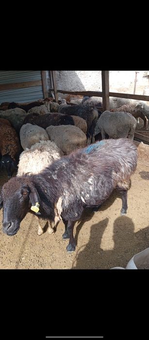 Продам баран кой сатылады