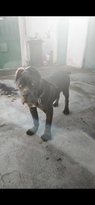 Кане корсо 7месеца