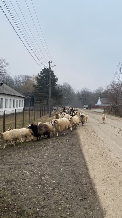 Vând oi și capre Suceava