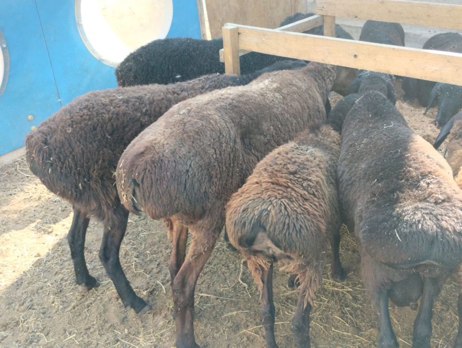 Қой сатылады, семіз тоқтылар әртүрлі бағада