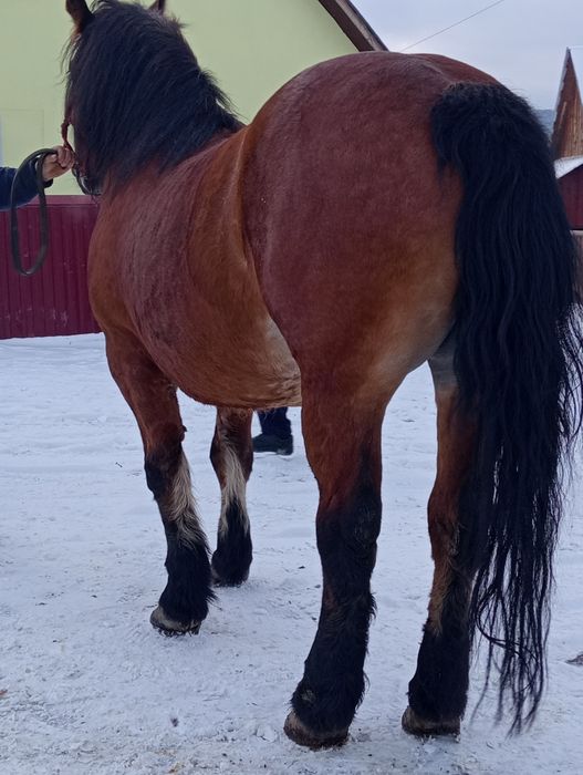 Vând iapa semi grea