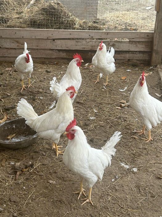 Әтеш парода леггорн