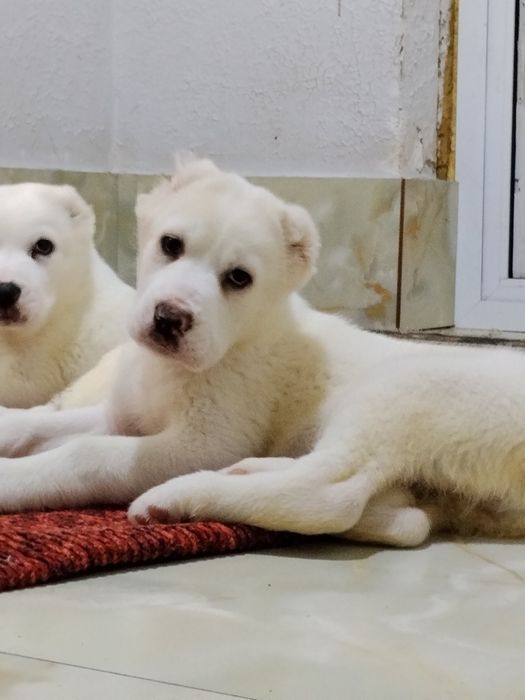 АЛАБАЙ щенки девочки продаются.