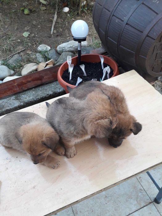 Donare spre adoptie catelusi talie mica