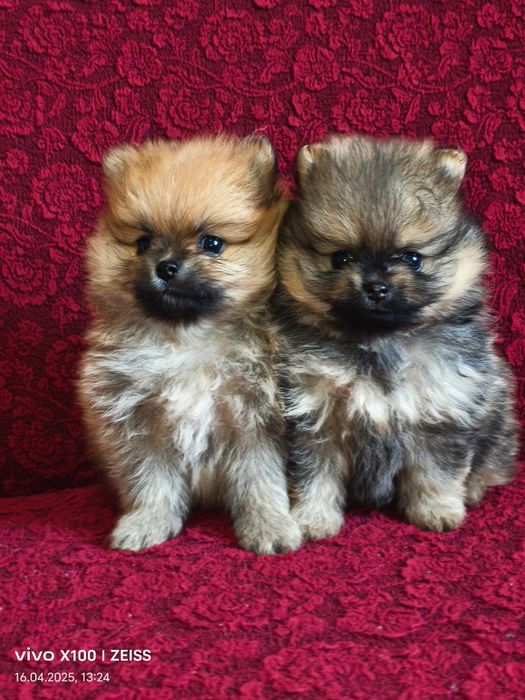 Очаровательные щенки шпица.