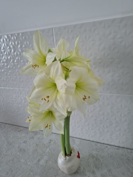 Амариллис Лимон-лайм