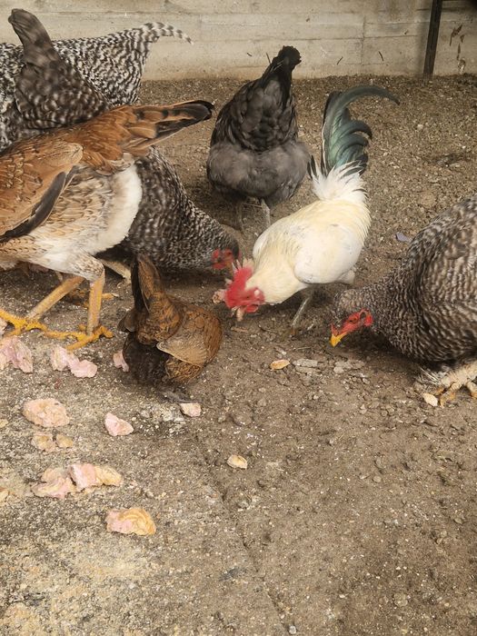 Карликовые  бетнамки