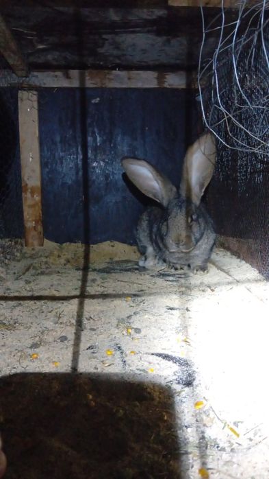 Urias german o pereche