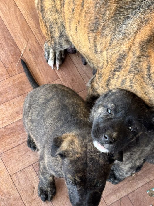 Ищем любящих хозяев