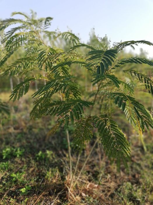 Vand puieti de  arbori de mătase la balot și tei arginti