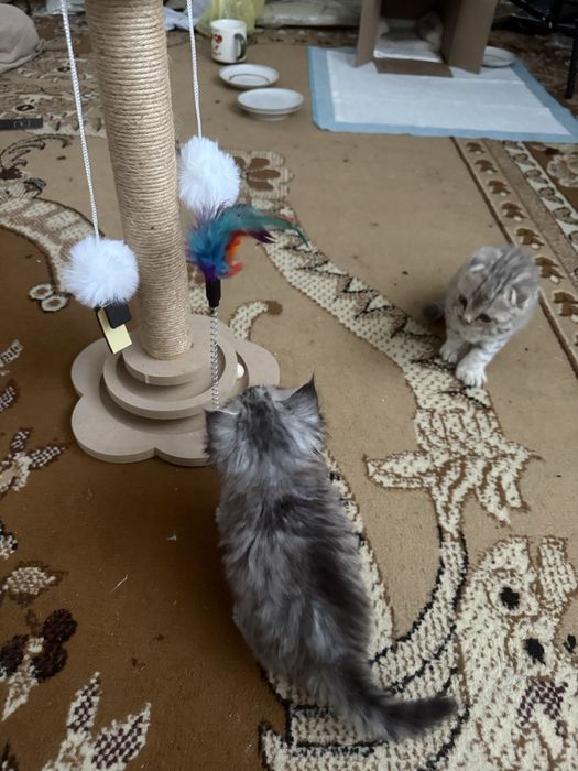 Шотландские котята