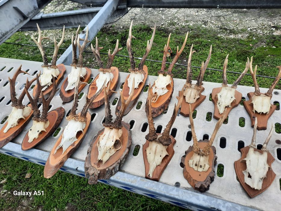 Еленски рога от сърндак.