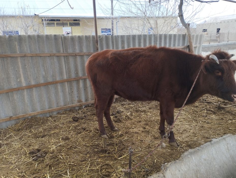 Мол куйлла сотилади