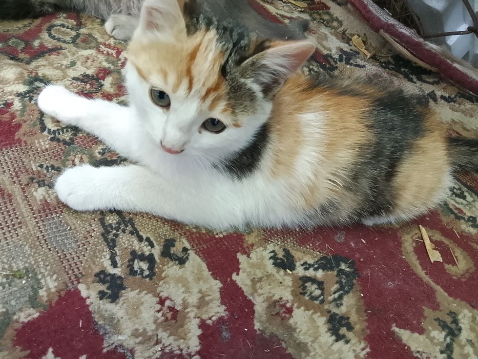 Отдам милых котят в добрые руки