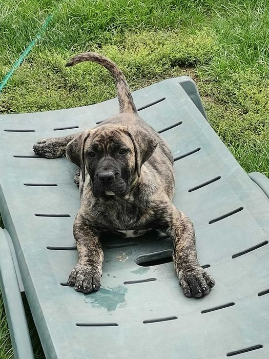 Vand mascul Presa Canario