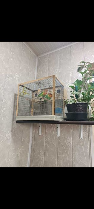 Нерозлучки Фишера 2 пары