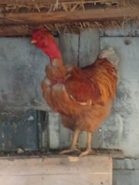 Продам курей и петуха