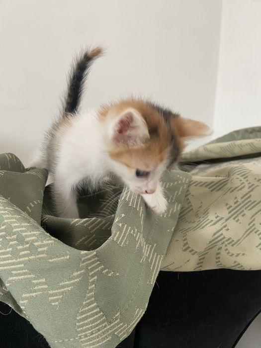 Шикарные котята !