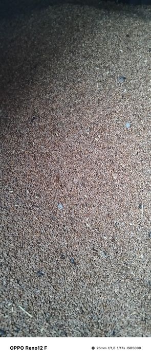 Продам зерно, пшеницу.