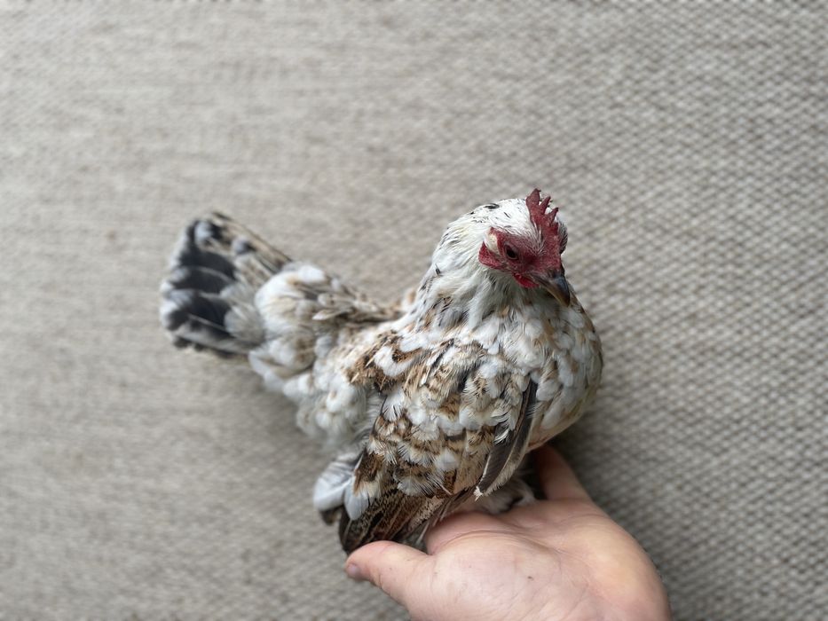 Vand oua din gaini pitice miniatura