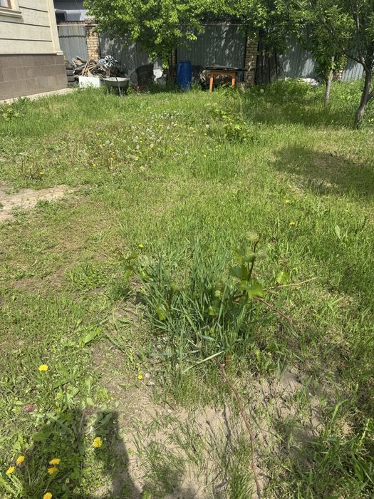 Маживельник для сада