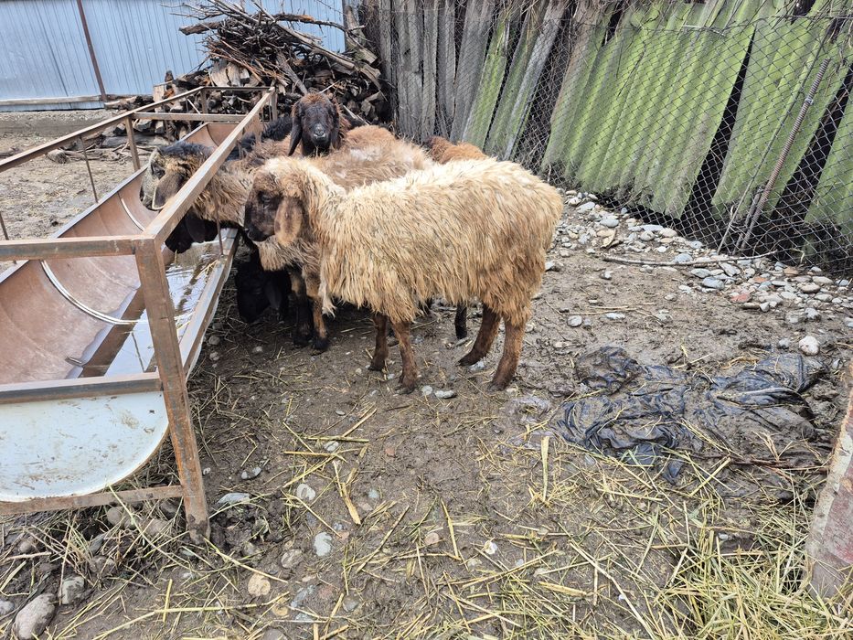 Токты кошкар тоқты қошқар