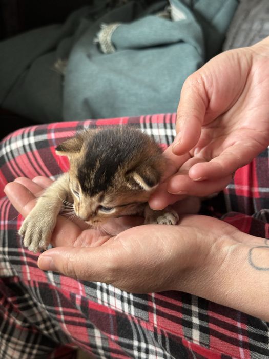 Продам Котят Чаузи f4