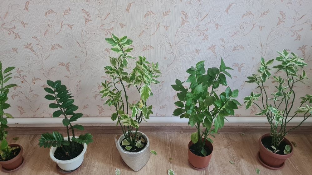 Үй гүлдері сатылады