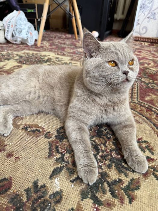 Skotish Strayt pasporti bor