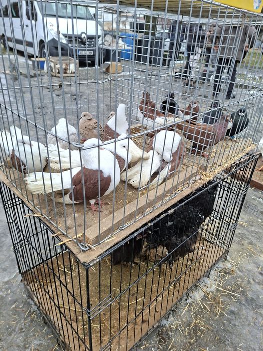 Porumbei 40 de lei bucata!