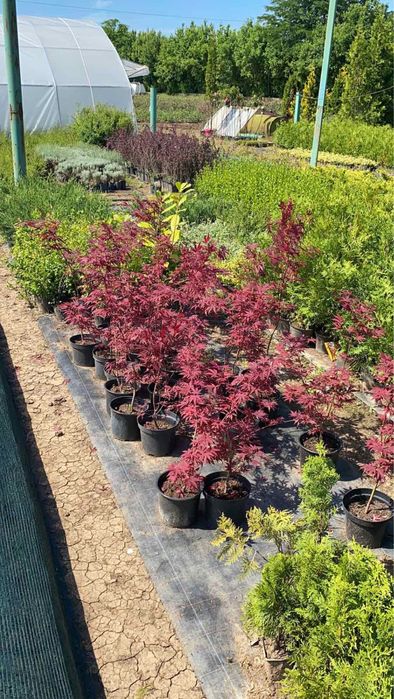 Футиния,туя и закуми. Японски клен,магнолии в три цвята.