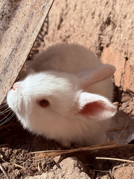 Кролики куён quyon