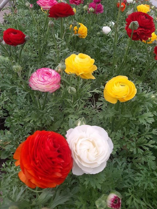 Цветя в саксия за 8-ми март