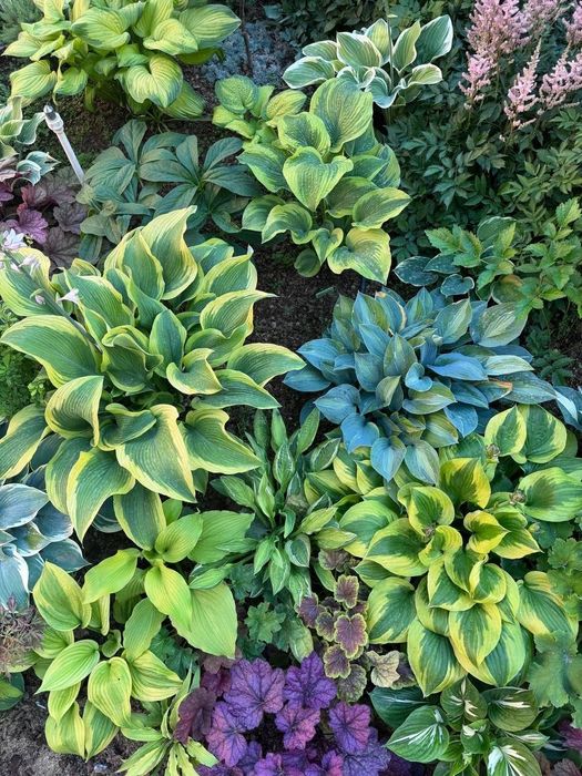 Многолетние растения