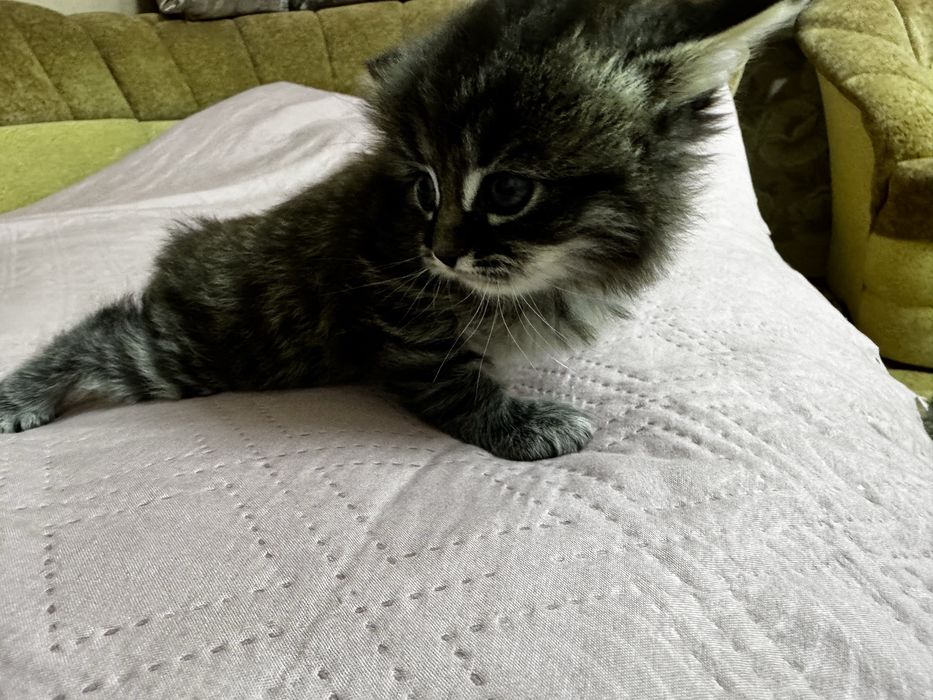 Продам котят две девочки