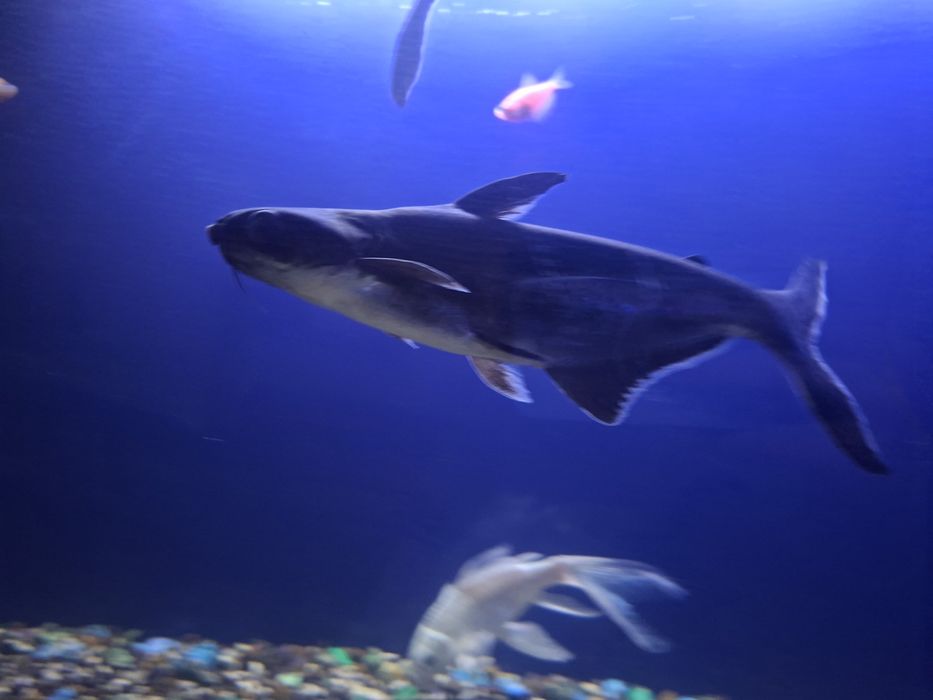 Акула понгасиюсь