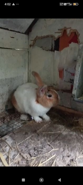 Карлик куёнлар сотилади