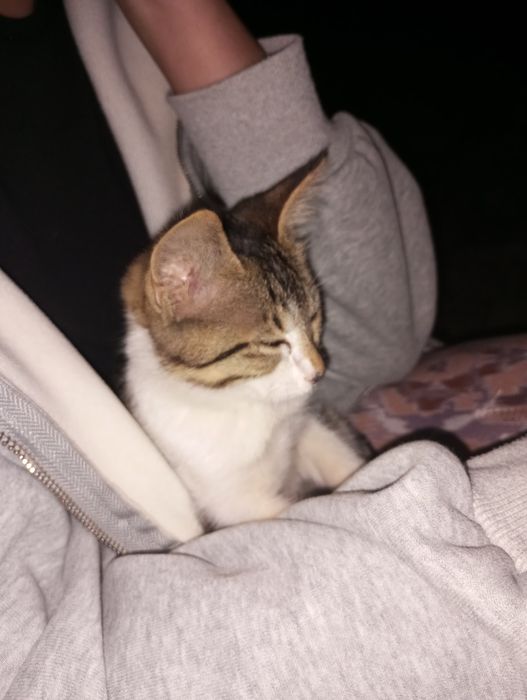 Отдаю котенка в хорошие руки