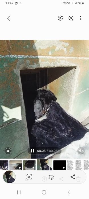 Найдена собака в центре