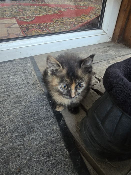 Отдам кошку бесплатно