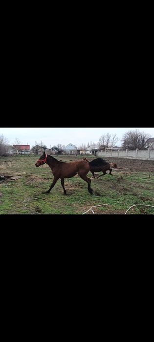 Жаксы ири тайлар сатылады