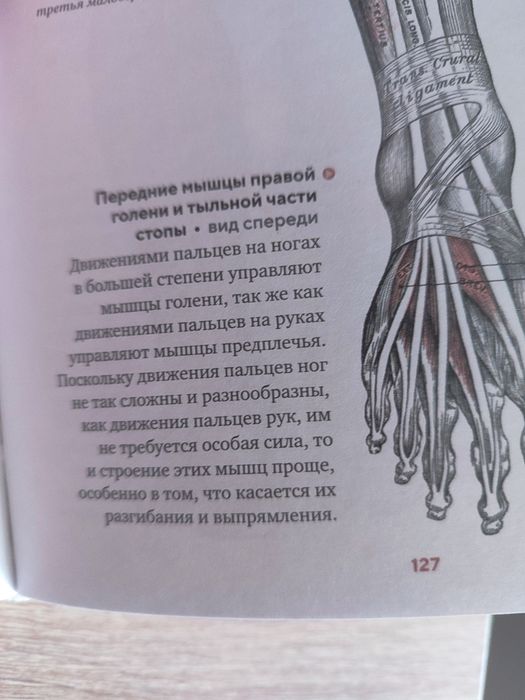 Анатомия  для медицинский колледжей.