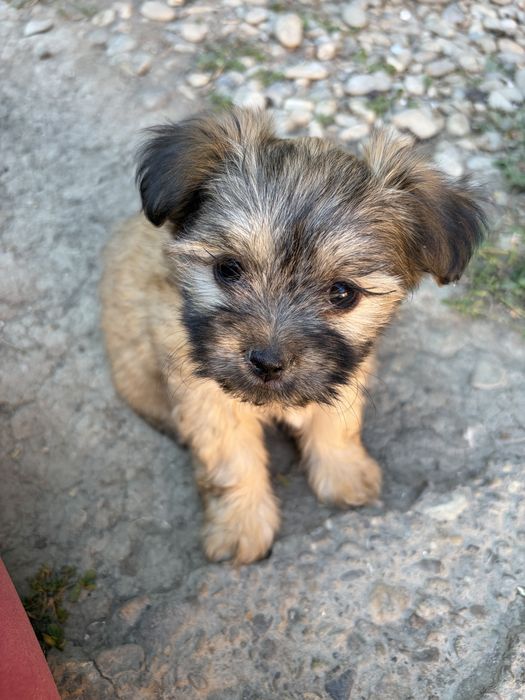 Fetita bichon havanez